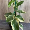 Variegated Pink Lemon in half Gallon Pot, air layered, no shipping to ca,az,ak,tx,hi,la,pr,usvi - Image 1