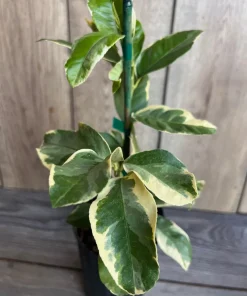 Variegated Pink Lemon in half Gallon Pot, air layered, no shipping to ca,az,ak,tx,hi,la,pr,usvi - Image 1