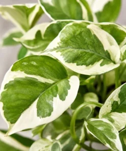 Variegated Pothos Live Plant - N-Joy Houseplant, 4 Inch Pot Indoor Vine - Image 2
