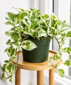 Variegated Pothos Live Plant - N-Joy Houseplant, 4 Inch Pot Indoor Vine - Image 3