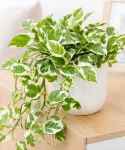 Variegated Pothos Live Plant - N-Joy Houseplant, 4 Inch Pot Indoor Vine - Image 4