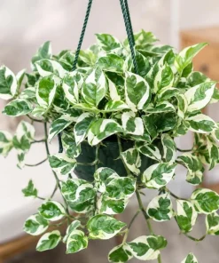 Variegated Pothos Live Plant - N-Joy Houseplant, 4 Inch Pot Indoor Vine - Image 5