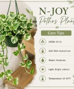 Variegated Pothos Live Plant - N-Joy Houseplant, 4 Inch Pot Indoor Vine - Image 6