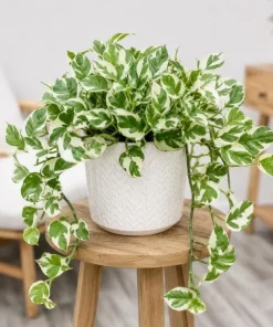 Variegated Pothos Live Plant - N-Joy Houseplant, 4 Inch Pot Indoor Vine - Image 7