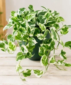 Variegated Pothos Live Plant - N-Joy Houseplant, 4 Inch Pot Indoor Vine - Image 8