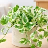 Variegated Pothos Live Plant - N-Joy Houseplant, 4 Inch Pot Indoor Vine - Image 1