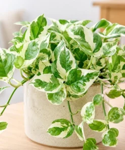 Variegated Pothos Live Plant - N-Joy Houseplant, 4 Inch Pot Indoor Vine - Image 1