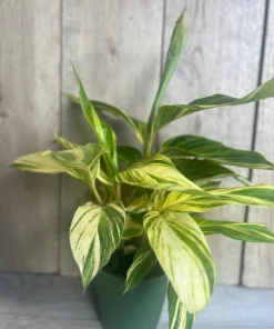 Variegated Shell Ginger (Alpinia Zerumbet ‘Variegata’) in 6" pot - Image 2