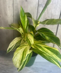 Variegated Shell Ginger (Alpinia Zerumbet ‘Variegata’) in 6