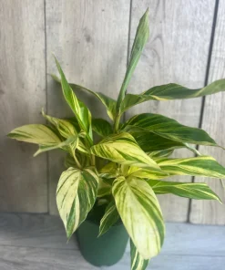 Variegated Shell Ginger (Alpinia Zerumbet ‘Variegata’) in 6