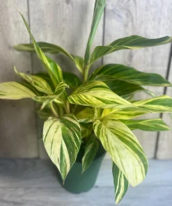 Variegated Shell Ginger (Alpinia Zerumbet ‘Variegata’) in 6