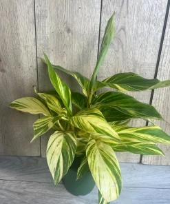 Variegated Shell Ginger (Alpinia Zerumbet ‘Variegata’) in 6