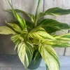 Variegated Shell Ginger (Alpinia Zerumbet ‘Variegata’) in 6" pot - Image 1