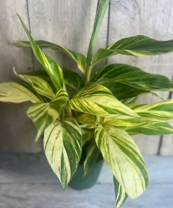 Variegated Shell Ginger (Alpinia Zerumbet ‘Variegata’) in 6" pot - Image 1