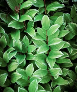 Variegated Solomon's Seal Seeds - Polygonatum Biflorum Canaliculatum - 15 Count - Image 10