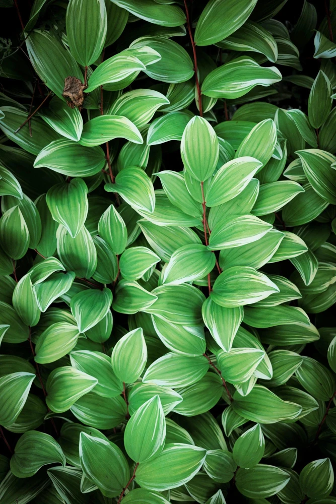 Variegated Solomon's Seal Seeds - Polygonatum Biflorum Canaliculatum - 15 Count - Image 10
