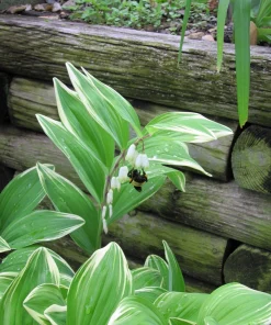 Variegated Solomon's Seal Seeds - Polygonatum Biflorum Canaliculatum - 15 Count - Image 11