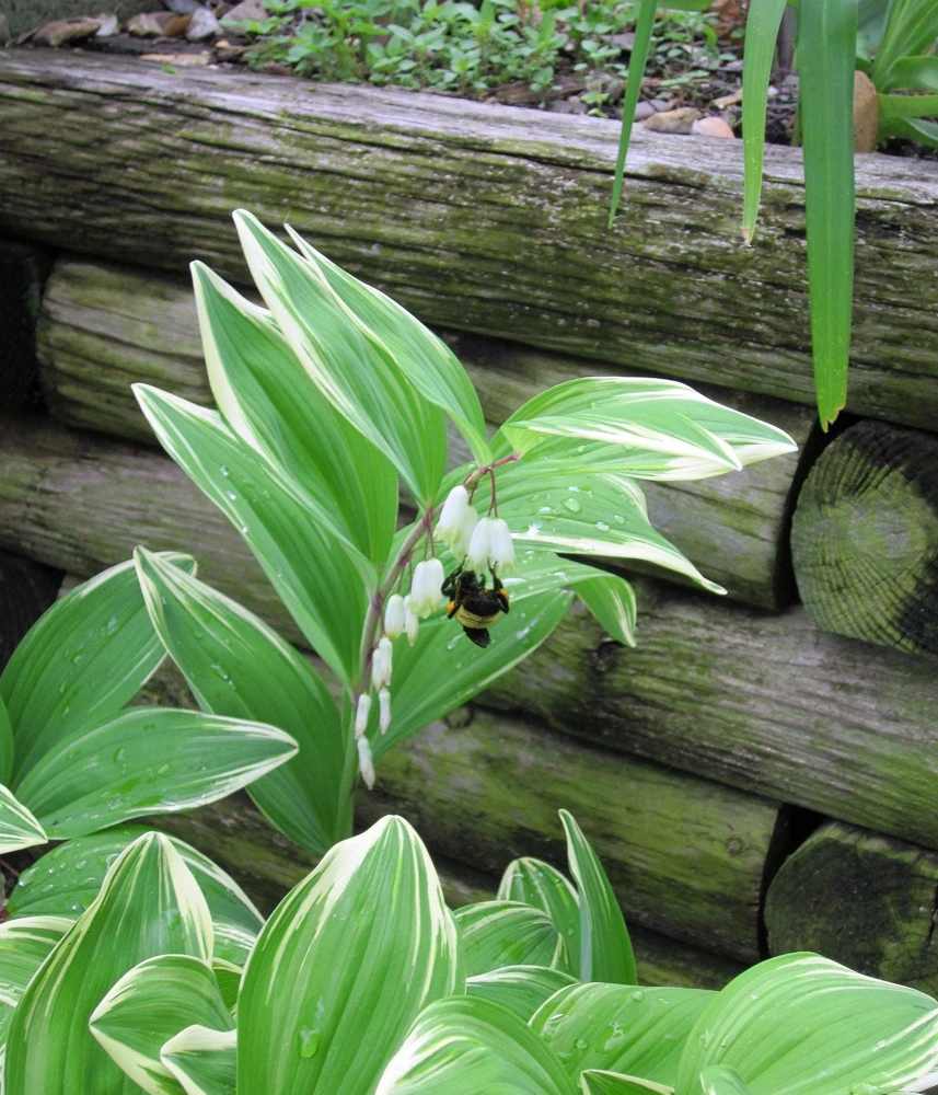 Variegated Solomon's Seal Seeds - Polygonatum Biflorum Canaliculatum - 15 Count - Image 11