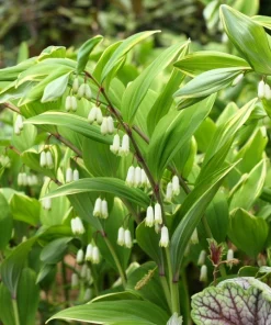 Variegated Solomon's Seal Seeds - Polygonatum Biflorum Canaliculatum - 15 Count - Image 2