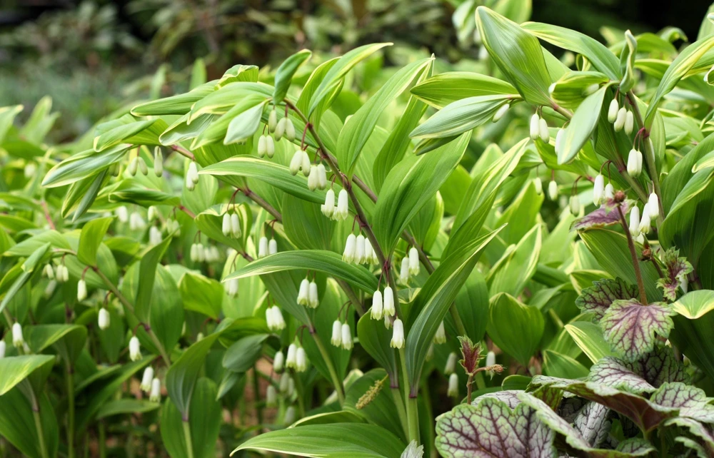 Variegated Solomon's Seal Seeds - Polygonatum Biflorum Canaliculatum - 15 Count - Image 2