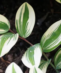 Variegated Solomon's Seal Seeds - Polygonatum Biflorum Canaliculatum - 15 Count - Image 3