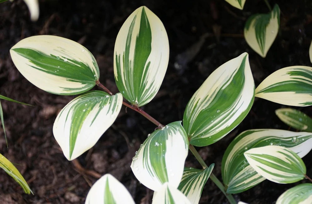 Variegated Solomon's Seal Seeds - Polygonatum Biflorum Canaliculatum - 15 Count - Image 3