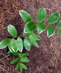 Variegated Solomon's Seal Seeds - Polygonatum Biflorum Canaliculatum - 15 Count - Image 4