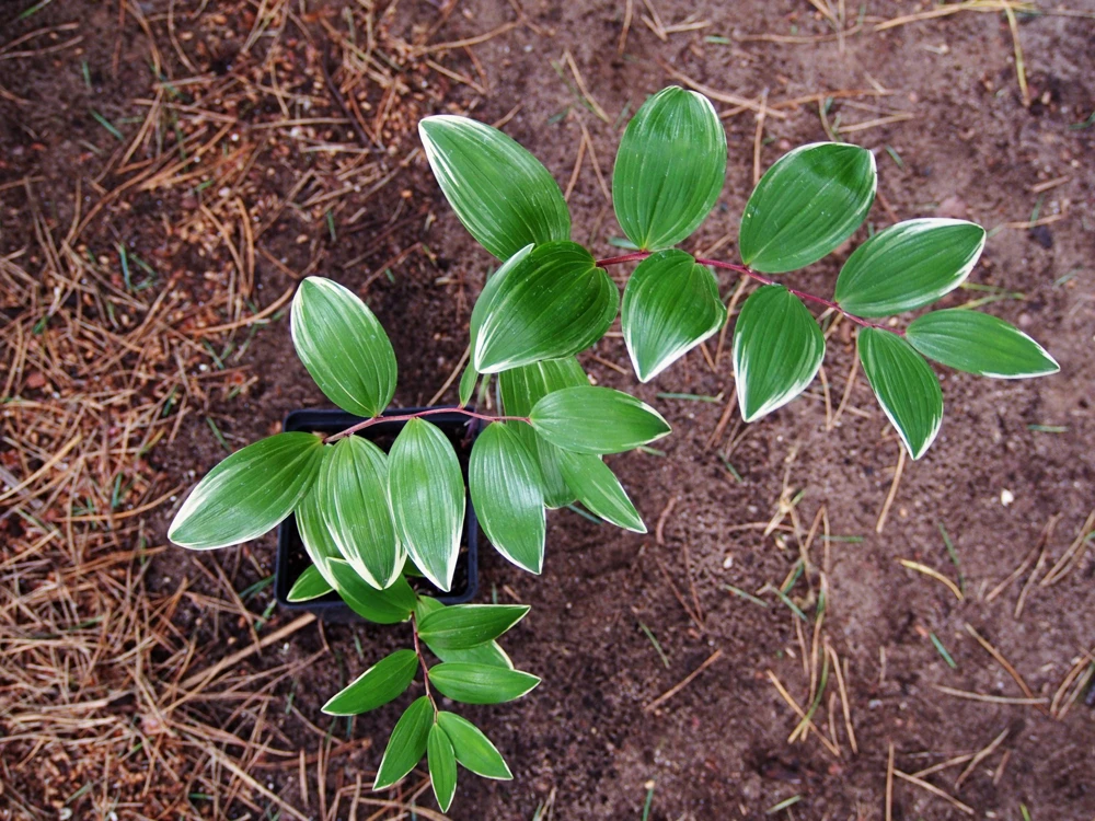 Variegated Solomon's Seal Seeds - Polygonatum Biflorum Canaliculatum - 15 Count - Image 4