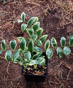 Variegated Solomon's Seal Seeds - Polygonatum Biflorum Canaliculatum - 15 Count - Image 5