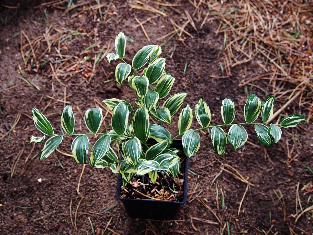 Variegated Solomon's Seal Seeds - Polygonatum Biflorum Canaliculatum - 15 Count - Image 5