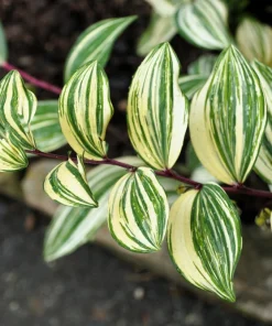 Variegated Solomon's Seal Seeds - Polygonatum Biflorum Canaliculatum - 15 Count - Image 6