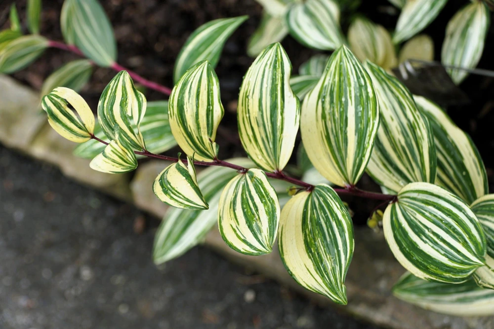 Variegated Solomon's Seal Seeds - Polygonatum Biflorum Canaliculatum - 15 Count - Image 6