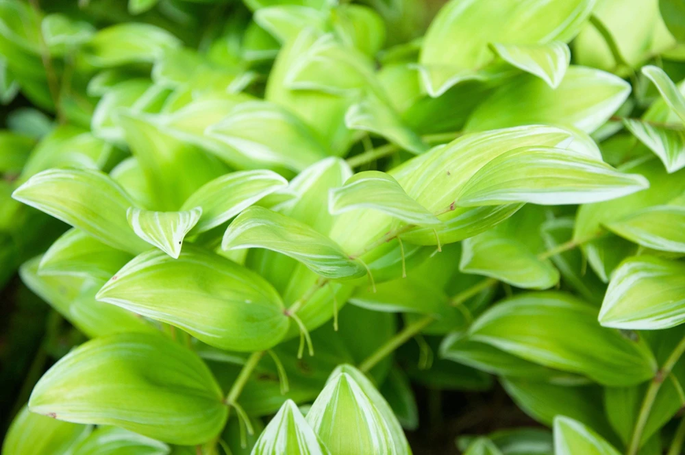 Variegated Solomon's Seal Seeds - Polygonatum Biflorum Canaliculatum - 15 Count - Image 7