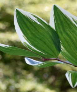 Variegated Solomon's Seal Seeds - Polygonatum Biflorum Canaliculatum - 15 Count - Image 8