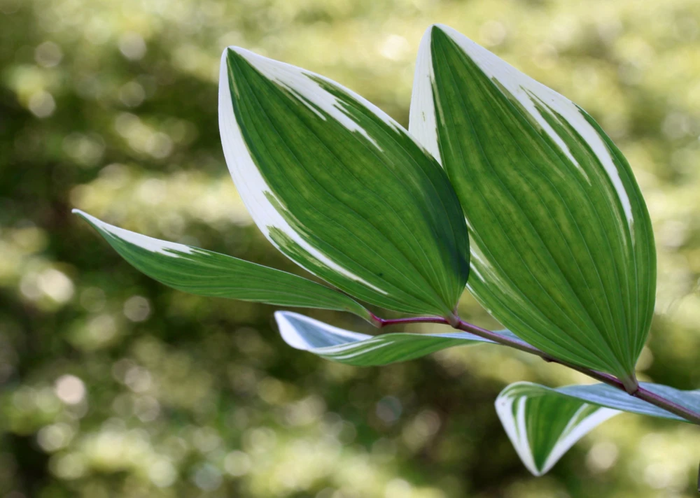 Variegated Solomon's Seal Seeds - Polygonatum Biflorum Canaliculatum - 15 Count - Image 8