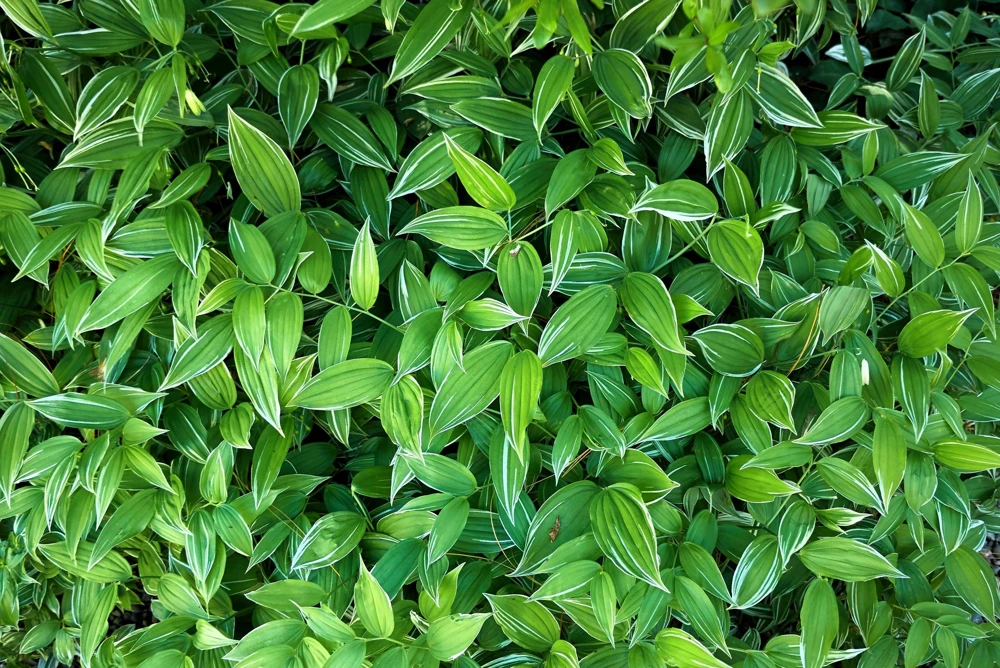 Variegated Solomon's Seal Seeds - Polygonatum Biflorum Canaliculatum - 15 Count - Image 9