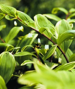 Variegated Solomon's Seal Seeds - Polygonatum Biflorum Canaliculatum - 15 Count - Image 1