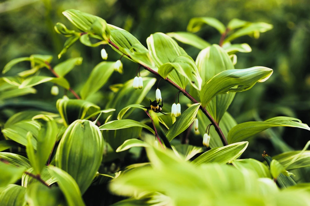 Variegated Solomon's Seal Seeds - Polygonatum Biflorum Canaliculatum - 15 Count - Image 1