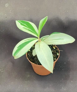 Variegated Spiral Ginger Live Plant - Costus speciosus Variegata - 3