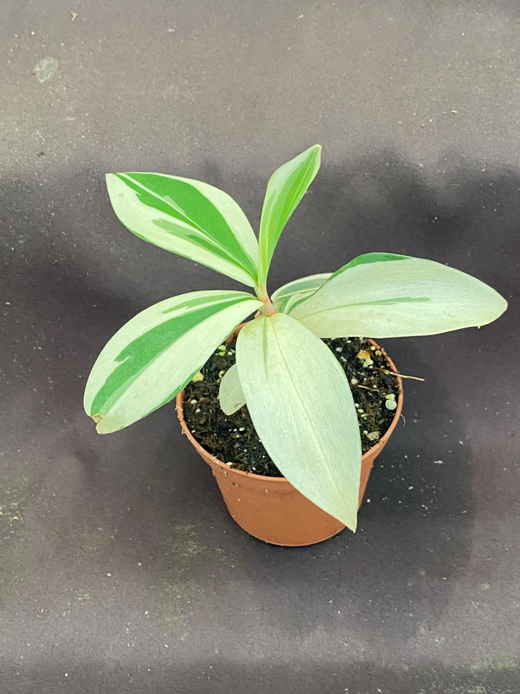 Variegated Spiral Ginger Live Plant - Costus speciosus Variegata - 3" Pot - Image 2