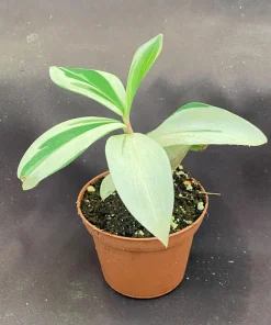 Variegated Spiral Ginger Live Plant - Costus speciosus Variegata - 3