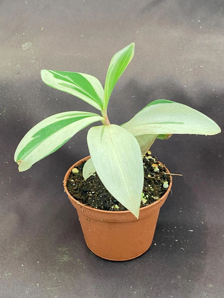 Variegated Spiral Ginger Live Plant - Costus speciosus Variegata - 3" Pot - Image 3