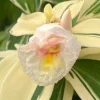 Variegated Spiral Ginger Live Plant - Costus speciosus Variegata - 3" Pot - Image 1