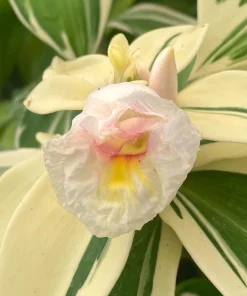 Variegated Spiral Ginger Live Plant - Costus speciosus Variegata - 3
