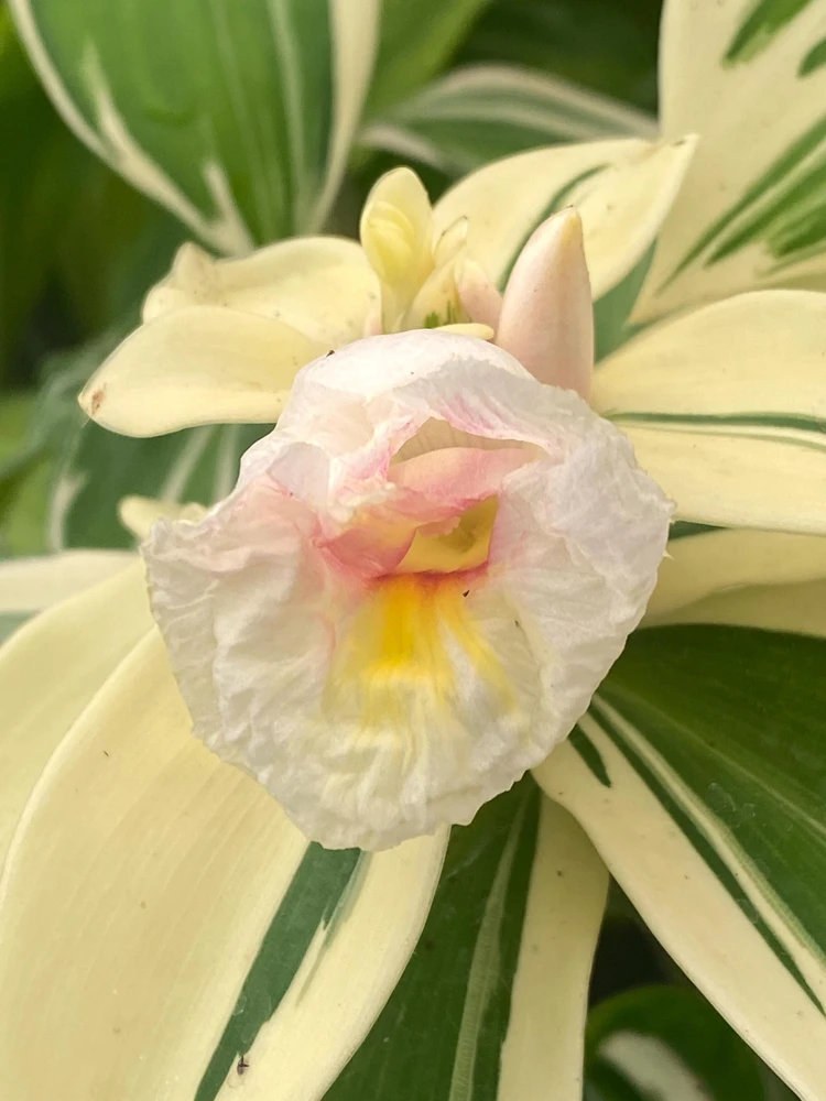 Variegated Spiral Ginger Live Plant - Costus speciosus Variegata - 3" Pot - Image 1