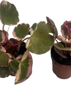 Variegated Strawberry Begonia Live Plant - 2 Pack in 2