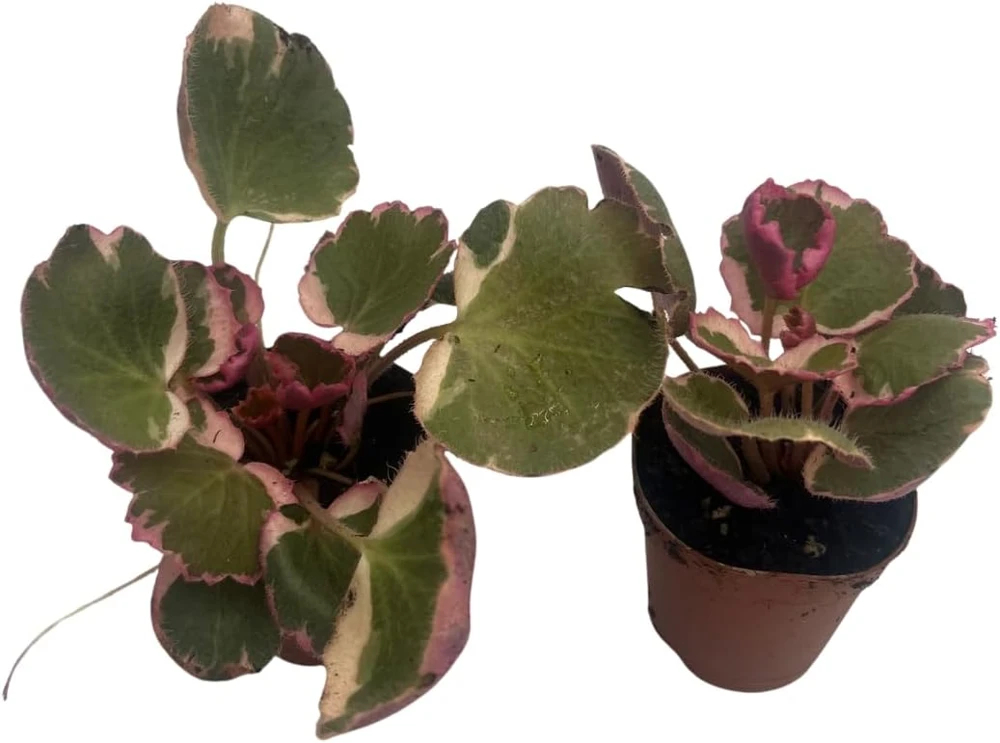 Variegated Strawberry Begonia Live Plant - 2 Pack in 2" Pots - Saxifraga stolonifera - Indoor Houseplant - Image 2