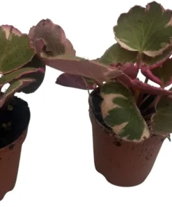 Variegated Strawberry Begonia Live Plant - 2 Pack in 2