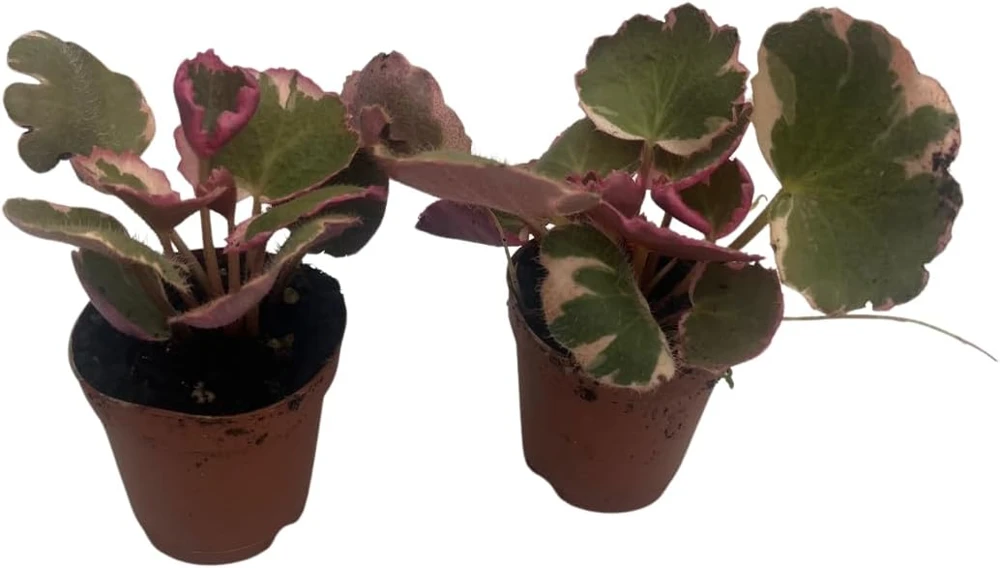 Variegated Strawberry Begonia Live Plant - 2 Pack in 2" Pots - Saxifraga stolonifera - Indoor Houseplant - Image 3