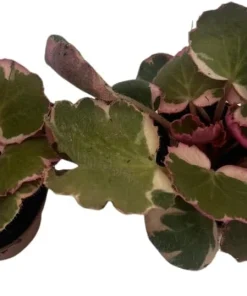 Variegated Strawberry Begonia Live Plant - 2 Pack in 2